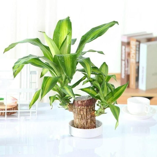 Brazilian Lucky Wood Home Plant Decorations
